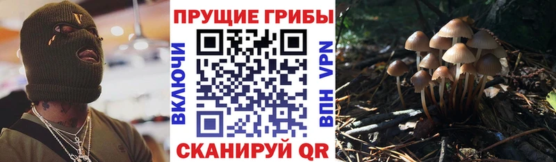 Псилоцибиновые грибы мицелий  Купить закладки  Зубцов 